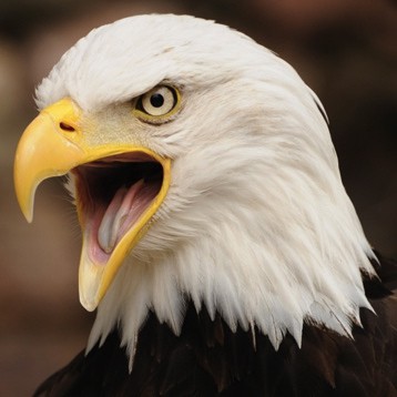 aigle à tête blanche