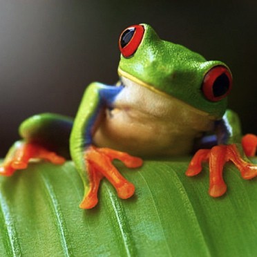 grenouille aux yeux rouges