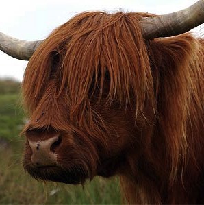 vache d'ecosse