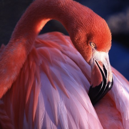 flamant rose