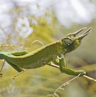 caméléon de Jackson